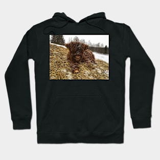 Scottish Highland Cattle Calf 1699 Hoodie